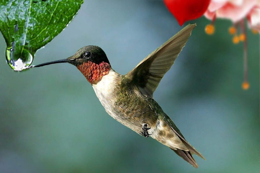 un colibri buvant à une goutte d'eau